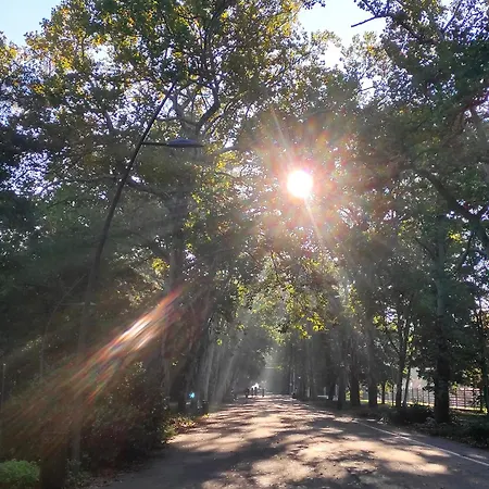 Hip Riverview Bestern Szeged